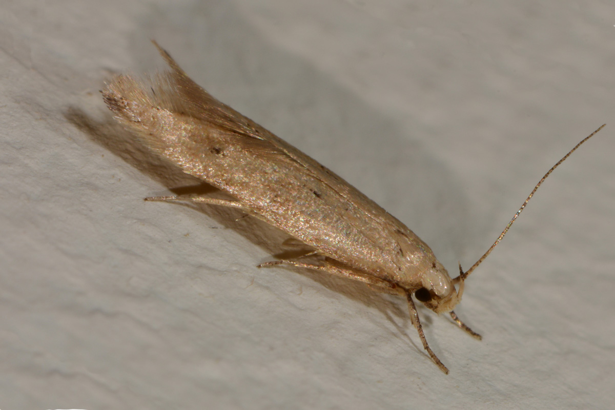 Piccolina da id. - Cfr. Acompsia tripunctella, Gelechiidae